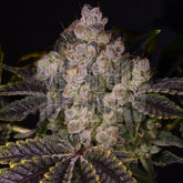 🎁 Zkittlez Seeds (100% off)